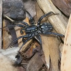 Nyssus albopunctatus (White-spotted swift spider) at ANBG - 24 Nov 2020 by WHall