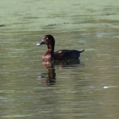 Aythya australis (Hardhead) at Splitters Creek, NSW - 26 Nov 2020 by Kyliegw