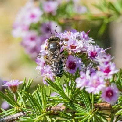 Bembix sp. (genus) (Unidentified Bembix sand wasp) at ANBG South Annex - 24 Nov 2020 by WHall