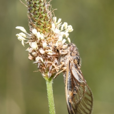 Myopsalta waterhousei (Smoky Buzzer) at Holt, ACT - 26 Nov 2020 by Roger