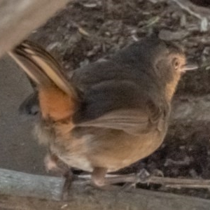 Pycnoptilus floccosus at Cotter River, ACT - 26 Nov 2020