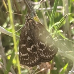 Synemon plana (Golden Sun Moth) at Lake George, NSW - 26 Nov 2020 by MPennay