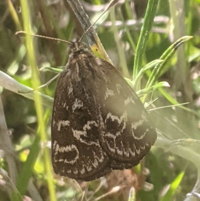 Synemon plana (Golden Sun Moth) at Lake George, NSW - 27 Nov 2020 by MPennay