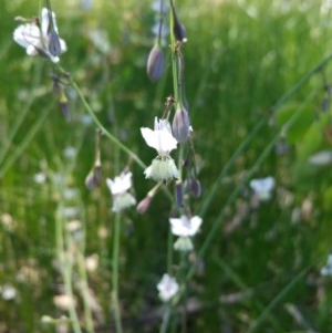 Arthropodium milleflorum at Isaacs Ridge - 27 Nov 2020