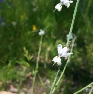 Arthropodium milleflorum at Isaacs Ridge - 27 Nov 2020