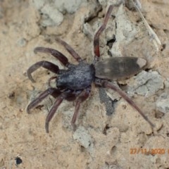 Lampona sp. (genus) (White-tailed spider) at Pialligo, ACT - 26 Nov 2020 by Ghostbat
