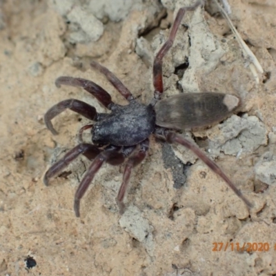 Lampona sp. (genus) (White-tailed spider) at Pialligo, ACT - 26 Nov 2020 by Ghostbat