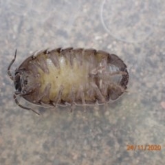 Armadillidium vulgare (Slater bug, woodlouse, pill bug, roley poley) at Queanbeyan, NSW - 24 Nov 2020 by FeralGhostbat