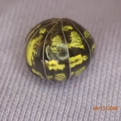 Armadillidium vulgare at Queanbeyan, NSW - 24 Nov 2020 06:03 AM