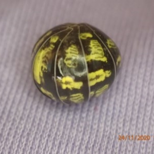 Armadillidium vulgare at Queanbeyan, NSW - 24 Nov 2020 06:03 AM