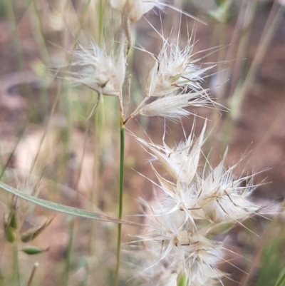 Rytidosperma sp. (Wallaby Grass) at Bass Gardens Park, Griffith - 26 Nov 2020 by SRoss