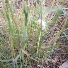 Rytidosperma sp. at Griffith, ACT - 27 Nov 2020