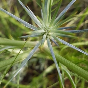 Eryngium ovinum at Griffith, ACT - 27 Nov 2020 06:57 AM