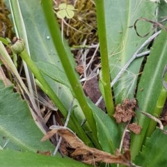 Solenogyne dominii (Smooth Solenogyne) at Bass Gardens Park, Griffith - 26 Nov 2020 by SRoss