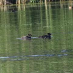 Biziura lobata (Musk Duck) at Splitters Creek, NSW - 26 Nov 2020 by Kyliegw