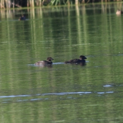 Biziura lobata (Musk Duck) at Splitters Creek, NSW - 26 Nov 2020 by Kyliegw