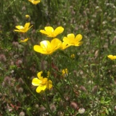 Ranunculus sp. (Buttercup) at Peak View, NSW - 18 Nov 2020 by Hank