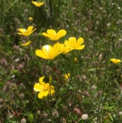 Ranunculus sp. at Peak View, NSW - 19 Nov 2020