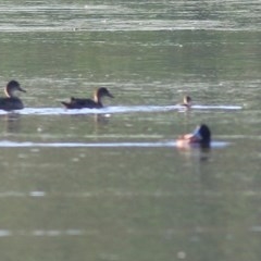 Oxyura australis (Blue-billed Duck) at Albury - 26 Nov 2020 by KylieWaldon