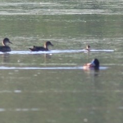 Oxyura australis (Blue-billed Duck) at Albury - 26 Nov 2020 by Kyliegw