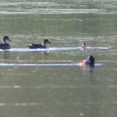 Oxyura australis (Blue-billed Duck) at Albury - 26 Nov 2020 by KylieWaldon