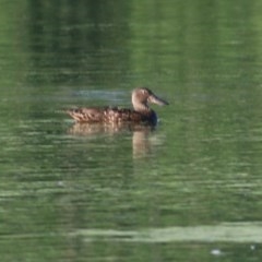 Spatula rhynchotis (Australasian Shoveler) at Splitters Creek, NSW - 26 Nov 2020 by Kyliegw