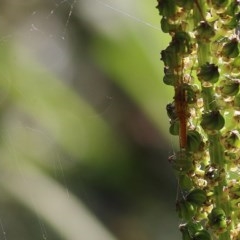 Tetragnatha sp. (genus) (Long-jawed spider) at Albury - 26 Nov 2020 by Kyliegw