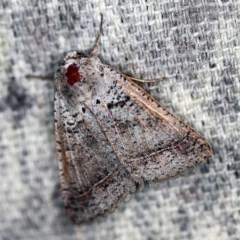 Pantydia sparsa (Noctuid Moth) at O'Connor, ACT - 25 Nov 2020 by ibaird