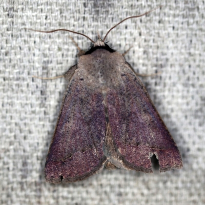 Pantydia (genus) (An Erebid moth) at O'Connor, ACT - 25 Nov 2020 by ibaird