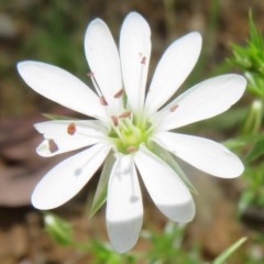 Stellaria pungens (Prickly Starwort) at Cotter River, ACT - 25 Nov 2020 by Christine