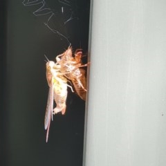 Yoyetta sp. (genus) (Firetail or Ambertail Cicada) at Isaacs, ACT - 26 Nov 2020 by Mike