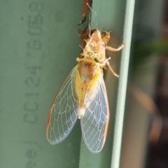 Yoyetta sp. (genus) at Isaacs, ACT - 26 Nov 2020