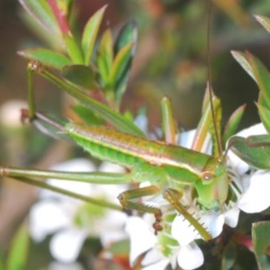 Terpandrus sp. (genus) at Downer, ACT - 25 Nov 2020