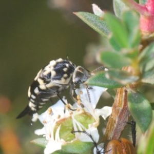 Hoshihananomia leucosticta at Downer, ACT - 25 Nov 2020