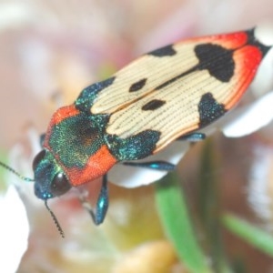 Castiarina mustelamajor at Tinderry, NSW - 27 Nov 2020