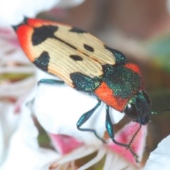 Castiarina mustelamajor at Tinderry, NSW - 27 Nov 2020