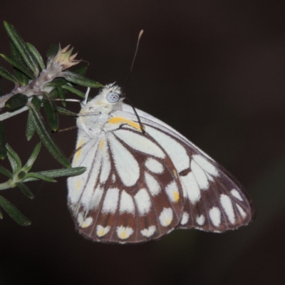 Belenois java (Caper White) at Conder, ACT - 1 Jan 2019 by MichaelBedingfield