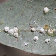 Glycaspis sp. (genus) (Unidentified sugary lerp) at Aranda Bushland - 26 Nov 2020 by AlisonMilton