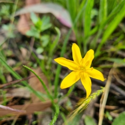 Hypoxis hygrometrica var. villosisepala (Golden Weather-grass) at Isaacs Ridge Offset Area - 27 Nov 2020 by Mike