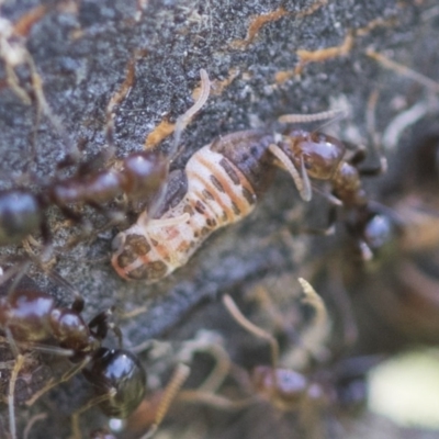 Psyllidae sp. (family) (Unidentified psyllid or lerp insect) at Aranda Bushland - 26 Nov 2020 by AlisonMilton