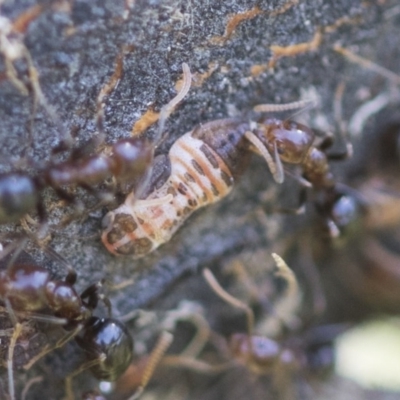 Psyllidae sp. (family) (Unidentified psyllid or lerp insect) at Holt, ACT - 26 Nov 2020 by AlisonMilton