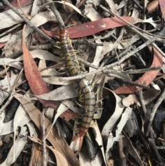 Cormocephalus aurantiipes (Orange-legged Centipede) at Acton, ACT - 22 Nov 2020 by lydialuc