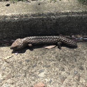 Tiliqua rugosa at Ainslie, ACT - 25 Nov 2020