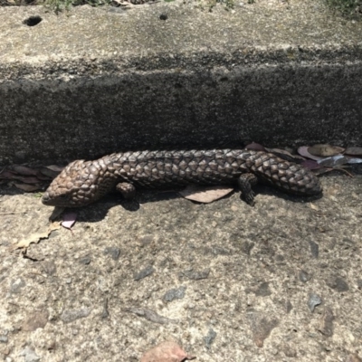 Tiliqua rugosa (Shingleback Lizard) at Ainslie, ACT - 24 Nov 2020 by lydialuc