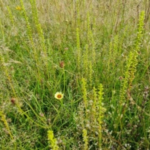 Microtis sp. at Isaacs Ridge - suppressed