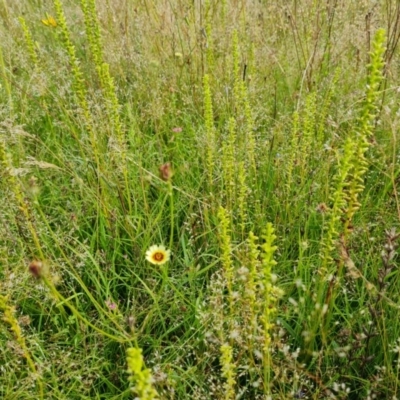 Microtis sp. (Onion Orchid) at Isaacs Ridge - 27 Nov 2020 by Mike