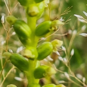 Microtis sp. at Isaacs Ridge - suppressed