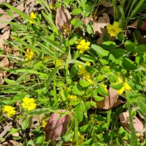 Goodenia hederacea at Symonston, ACT - 27 Nov 2020