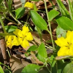 Goodenia hederacea at Symonston, ACT - 27 Nov 2020