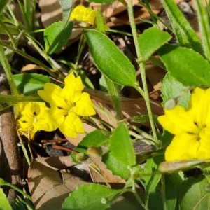 Goodenia hederacea at Symonston, ACT - 27 Nov 2020